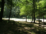 Foresta di Castroregio
